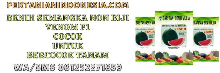 benih,semangka,bercocok tanam,semangka venom f1
